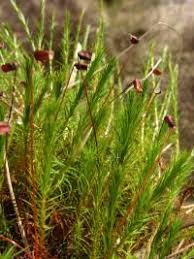 Attēlu rezultāti vaicājumam “Polytrichum strictum”