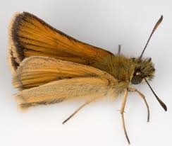 Attēlu rezultāti vaicājumam “Thymelicus lineola underside”