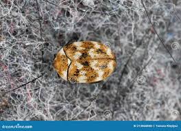 Attēlu rezultāti vaicājumam “Anthrenus verbasci”