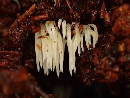 Attēlu rezultāti vaicājumam “Mucronella bresadolae”