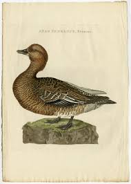 Attēlu rezultāti vaicājumam “Anas penelope”