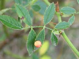 Attēlu rezultāti vaicājumam “Diplolepis eglanteriae”