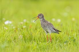 Attēlu rezultāti vaicājumam “Tringa totanus”