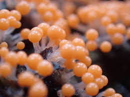 Attēlu rezultāti vaicājumam “Hemitrichia decipiens spores”