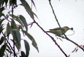 Image result for Piranga olivacea