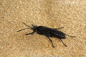 Attēlu rezultāti vaicājumam “Pompilidae”