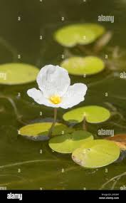 Attēlu rezultāti vaicājumam “Hydrocharis morsus-ranae flower”