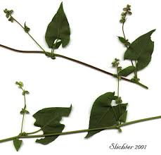 Attēlu rezultāti vaicājumam “Fallopia convolvulus”