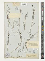 Attēlu rezultāti vaicājumam “Stuckenia filiformis flower”