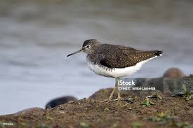 Attēlu rezultāti vaicājumam “Tringa ochropus”