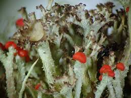 Attēlu rezultāti vaicājumam “Cladonia squamosa”