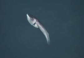 Image result for Balaenoptera borealis