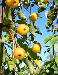 Attēlu rezultāti vaicājumam “Malus baccata fruit”