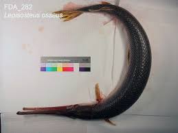 Image result for Lepisosteus osseus