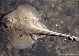 Image result for Leucoraja