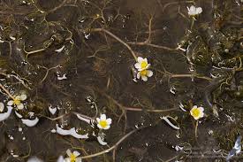 Attēlu rezultāti vaicājumam “Batrachium”