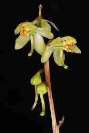 Attēlu rezultāti vaicājumam “Pyrola chlorantha”