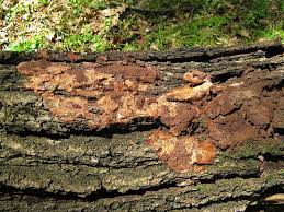 Attēlu rezultāti vaicājumam “Phellinus ferruginosus”