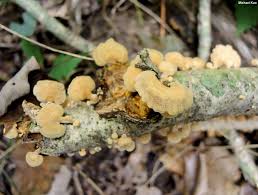 Attēlu rezultāti vaicājumam “Panellus stipticus”