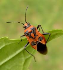 Attēlu rezultāti vaicājumam “Corizus hyoscyami”