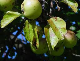 Attēlu rezultāti vaicājumam “Malus”