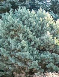 Attēlu rezultāti vaicājumam “Pinus sylvestris var. borussica”