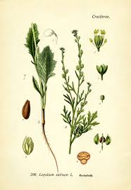 Image result for Gartenkresse