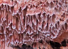 Attēlu rezultāti vaicājumam “Ceriporiopsis resinascens”