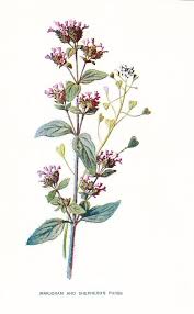 Image result for Origanum majorana