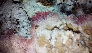 Attēlu rezultāti vaicājumam “Phlebia centrifuga”