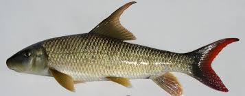 Image result for Moxostoma carinatum