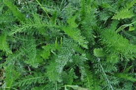 Attēlu rezultāti vaicājumam “Achillea salicifolia leaf”