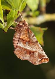 Attēlu rezultāti vaicājumam “Selenia dentaria larva”