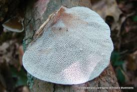 Attēlu rezultāti vaicājumam “Daedaleopsis confragosa”