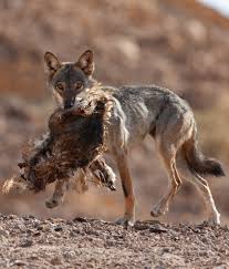 Image result for canis lupus arabs
