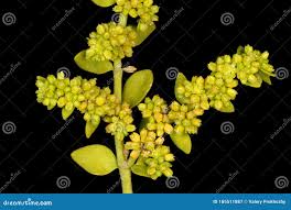 Attēlu rezultāti vaicājumam “Herniaria glabra flower”