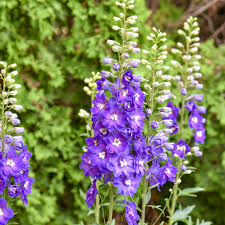 Attēlu rezultāti vaicājumam “Delphinium elatum”