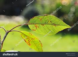 Attēlu rezultāti vaicājumam “Lyonetia clerkella”