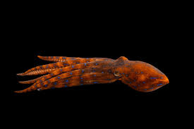 Attēlu rezultāti vaicājumam “Pantilius tunicatus imago”