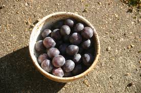 Attēlu rezultāti vaicājumam “Prunus domestica subsp. insitita”