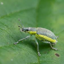 Attēlu rezultāti vaicājumam “Chlorophanus viridis”