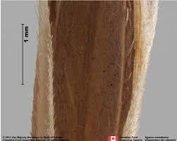 Attēlu rezultāti vaicājumam “Bromus hordeaceus subsp. hordaceus fruit”