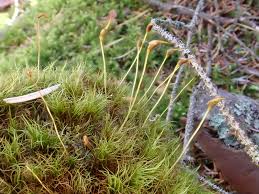 Attēlu rezultāti vaicājumam “| Dicranum”