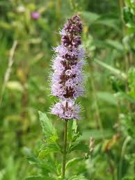 Attēlu rezultāti vaicājumam “Mentha spicata flower”