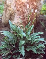 Attēlu rezultāti vaicājumam “Bistorta major fruit”