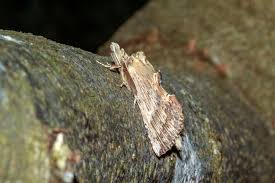 Attēlu rezultāti vaicājumam “Pterostoma palpina larva”