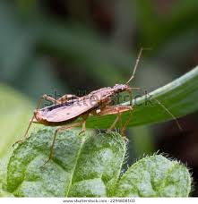 Attēlu rezultāti vaicājumam “Nabis limbatus”