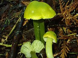 Attēlu rezultāti vaicājumam “Syntrichia virescens”