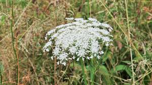 Attēlu rezultāti vaicājumam “Daucus sativus flower”