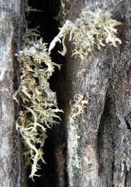 Attēlu rezultāti vaicājumam “Evernia mesomorpha”